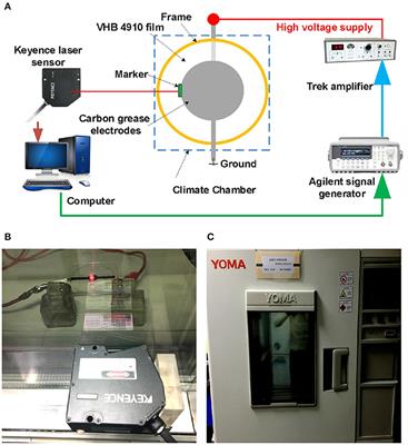 Investigation of the Dynamic Breakdown of a Dielectric Elastomer Actuator Under Cyclic Voltage Excitation